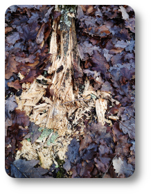 bois en decomposition